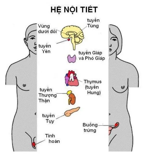 Hệ nội tiết