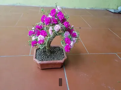 Hoa mười giờ bonsai ra hoa