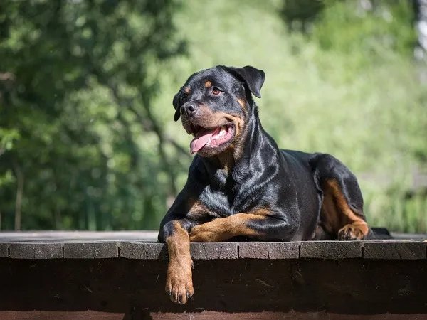 chó rottweiler 4 tháng nặng bao nhiêu kg