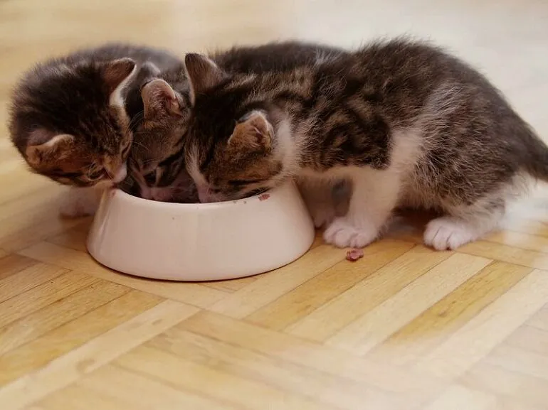 Có thể cho mèo con 1 tháng ăn dặm nếu mèo con mất mẹ hoặc mèo mẹ không đủ sữa