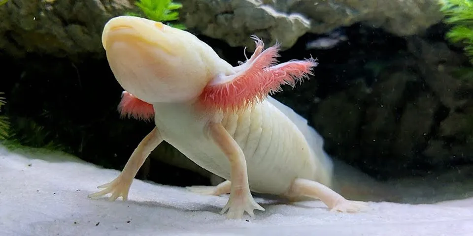 albino fish là gì - Nghĩa của từ albino fish