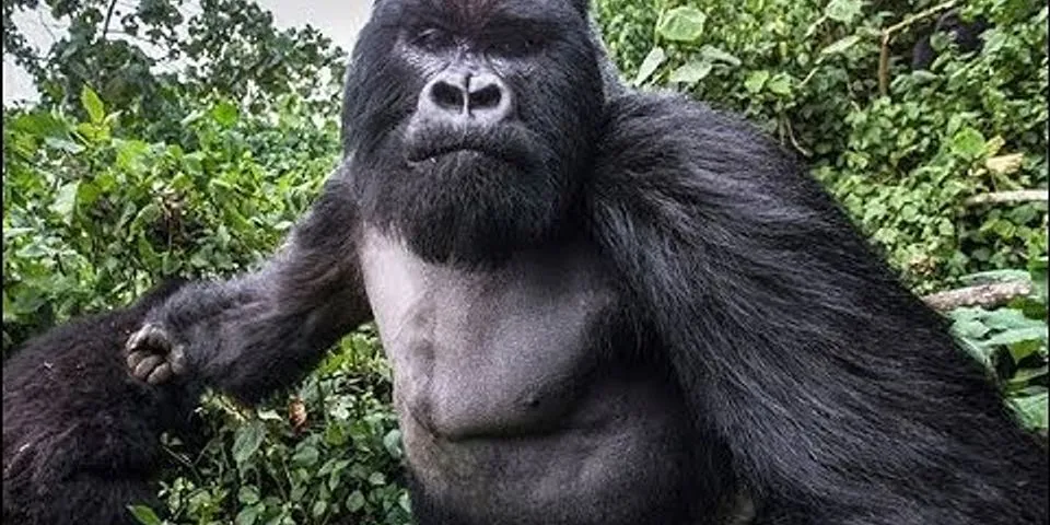angry gorilla là gì - Nghĩa của từ angry gorilla