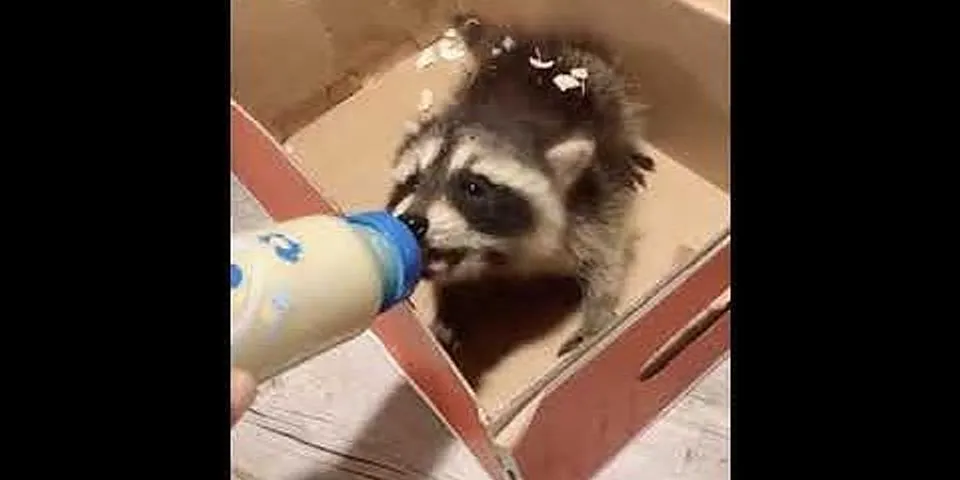 baby raccoon là gì - Nghĩa của từ baby raccoon