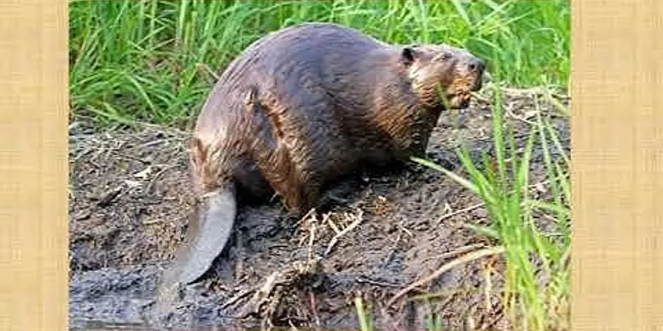 bald beaver là gì - Nghĩa của từ bald beaver
