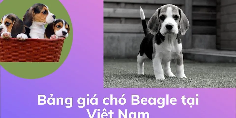 beagle boys là gì - Nghĩa của từ beagle boys