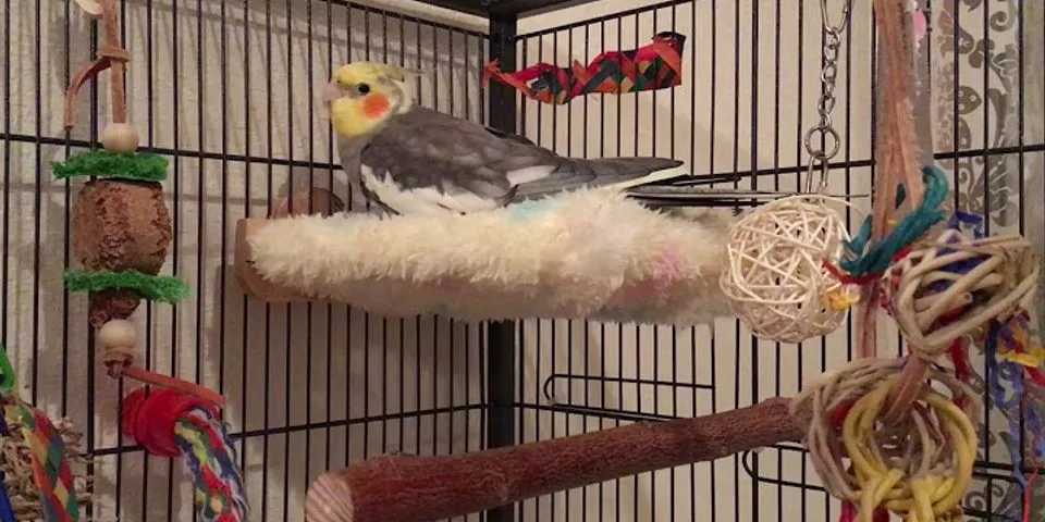 bird bed là gì - Nghĩa của từ bird bed