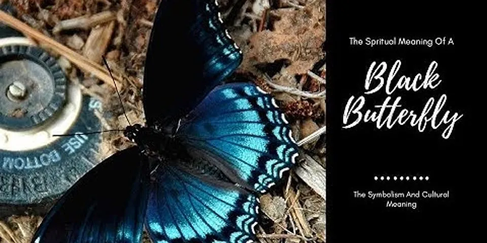 black butterfly là gì - Nghĩa của từ black butterfly