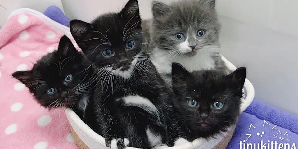 box of kittens là gì - Nghĩa của từ box of kittens