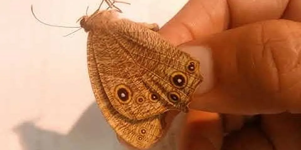 brown butterfly là gì - Nghĩa của từ brown butterfly