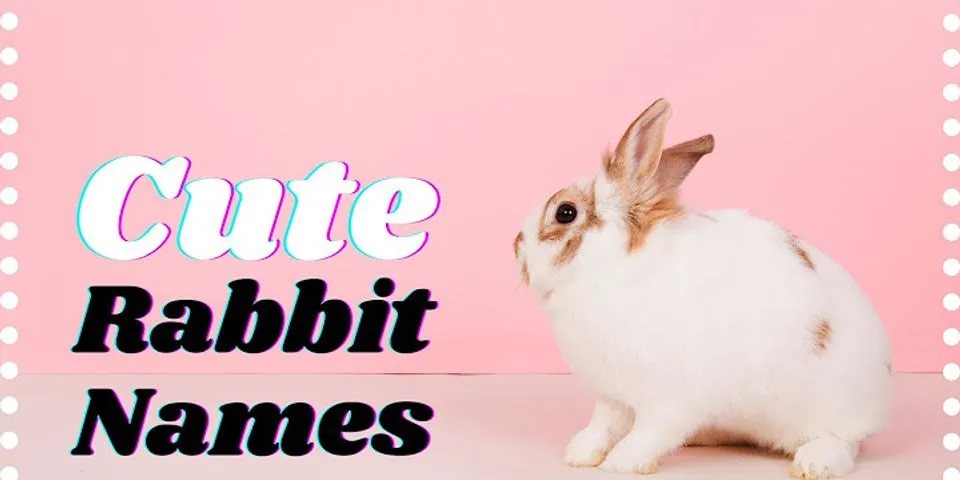 bunny quotes là gì - Nghĩa của từ bunny quotes