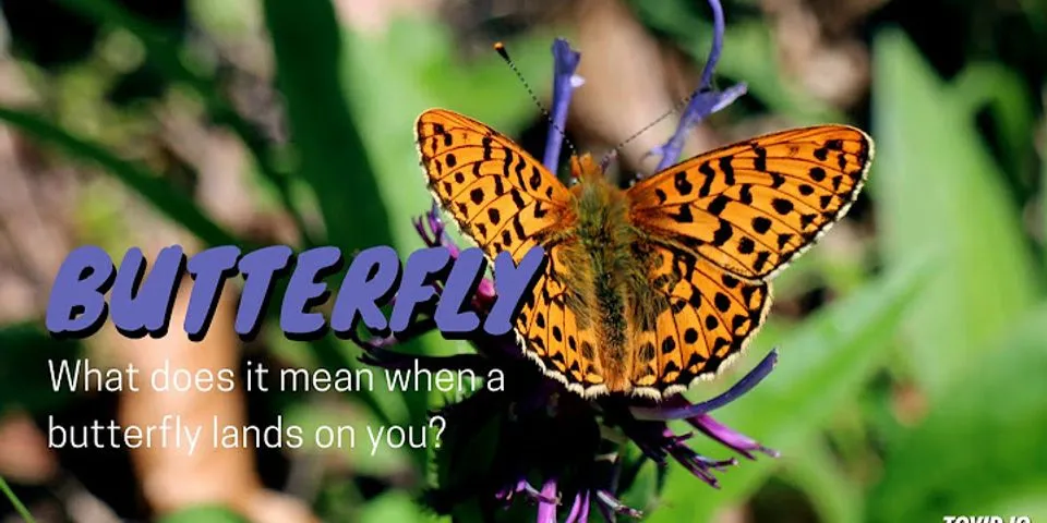 butterfly là gì - Nghĩa của từ butterfly