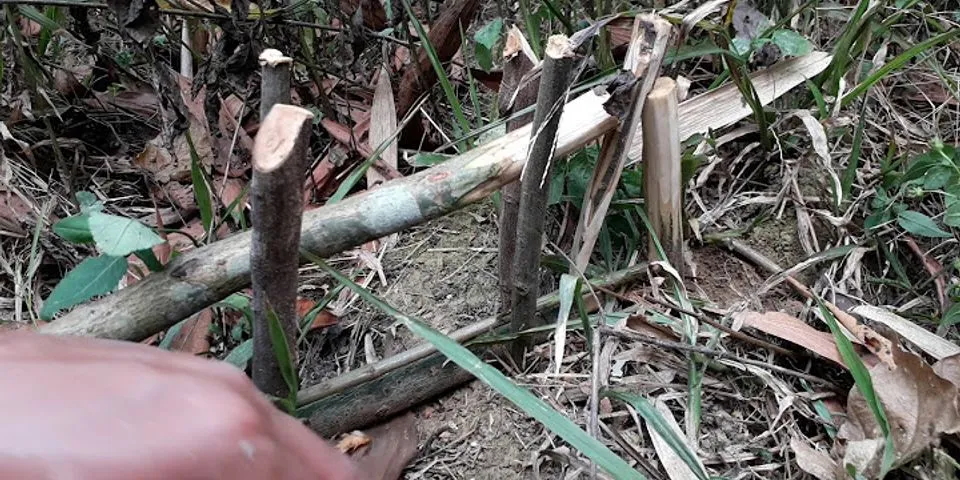 Cách làm bẫy chuột bằng gỗ
