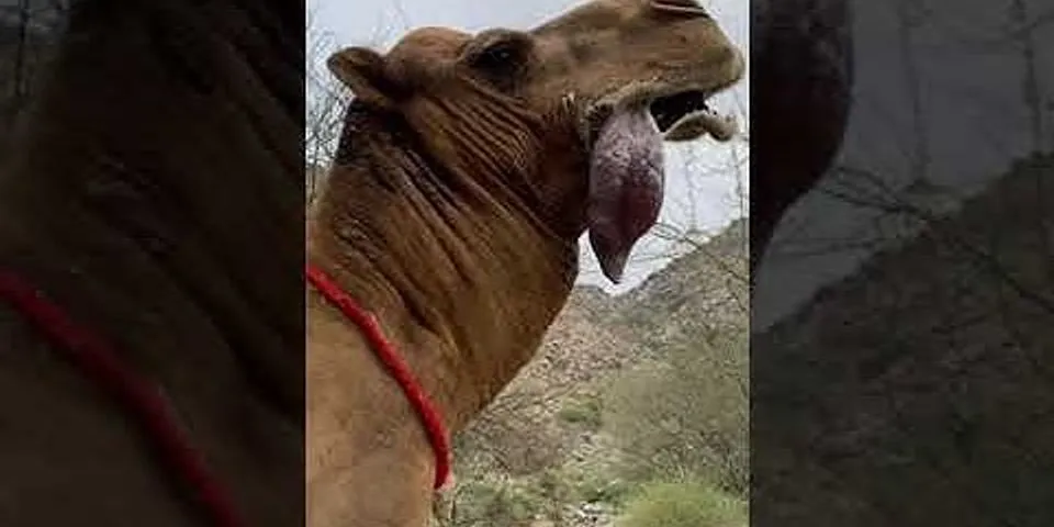 camel mouth là gì - Nghĩa của từ camel mouth