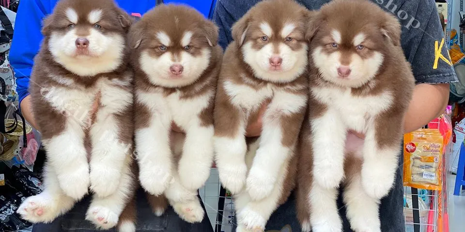 Top 10 chó alaska giá 5 triệu