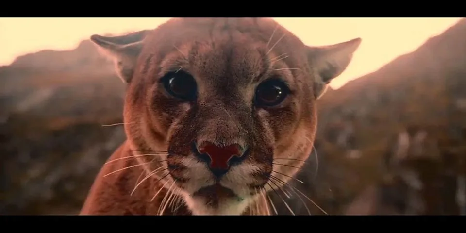 cougar cub là gì - Nghĩa của từ cougar cub