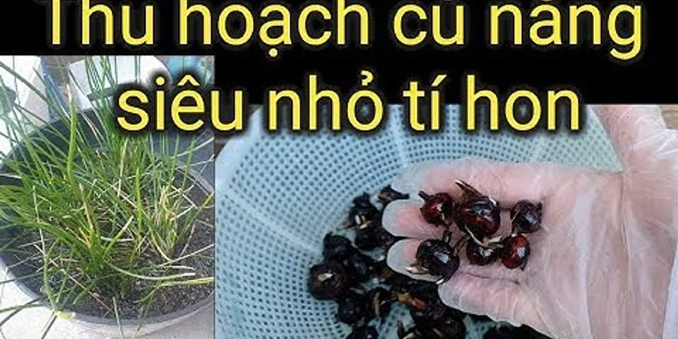 Củ năng miền Bắc gọi là gì - thuonline.com