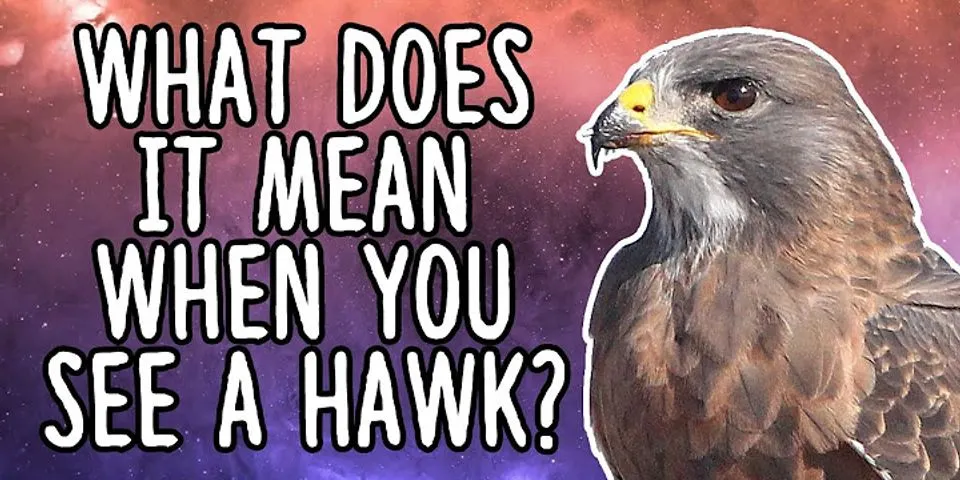 death hawk là gì - Nghĩa của từ death hawk