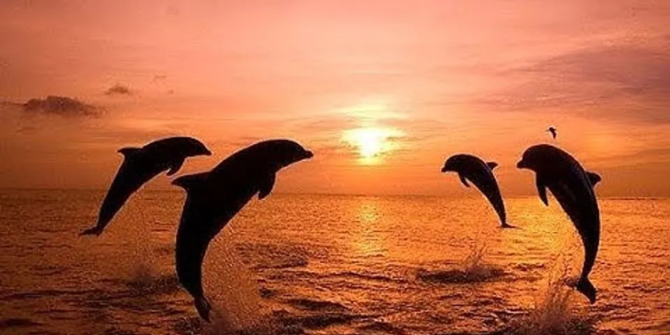 dolphin olympics là gì - Nghĩa của từ dolphin olympics