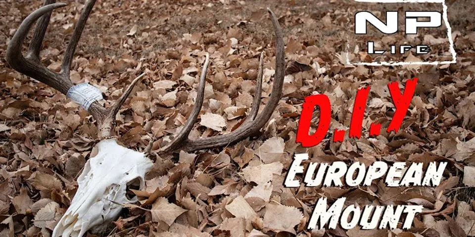 european mount là gì - Nghĩa của từ european mount