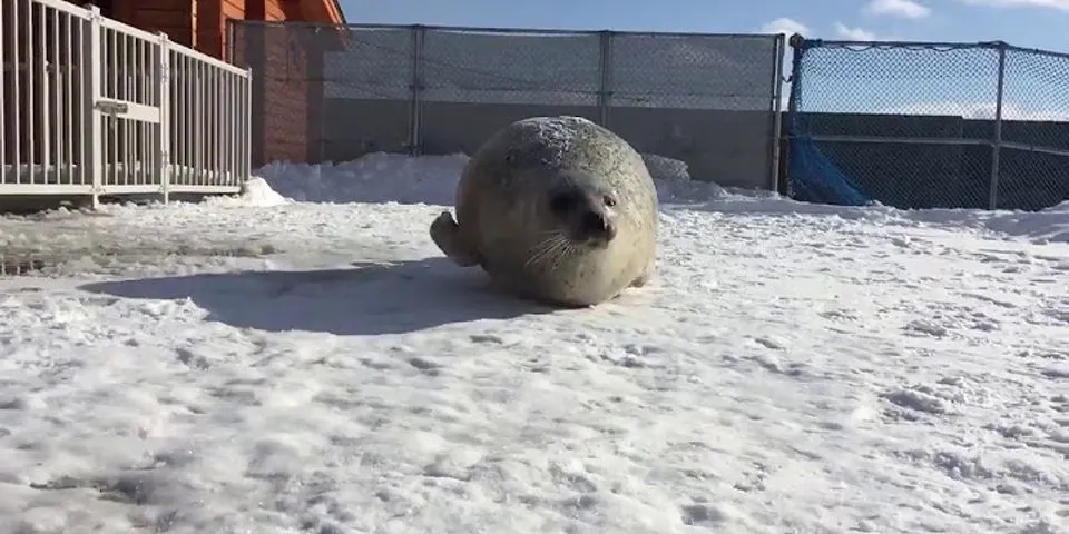 fat seal là gì - Nghĩa của từ fat seal