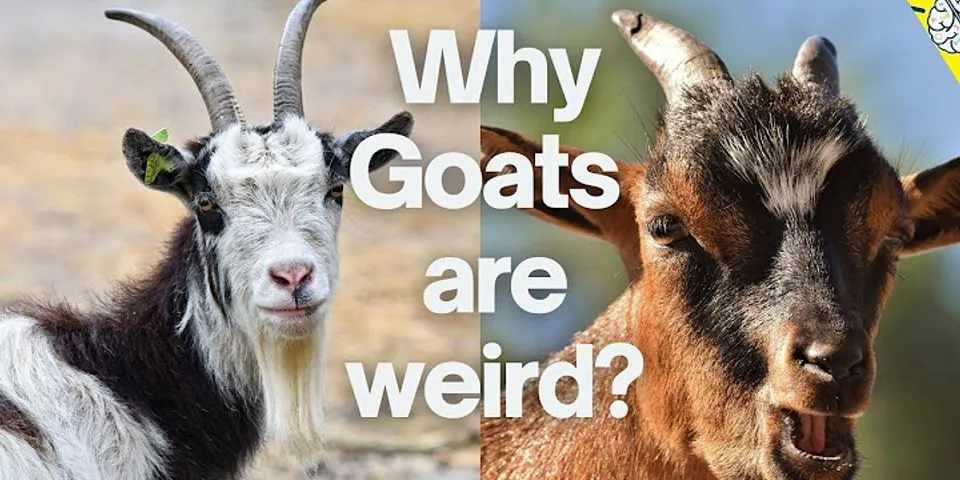 goats and soda là gì - Nghĩa của từ goats and soda