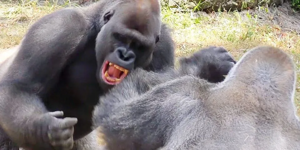 gorilla gang là gì - Nghĩa của từ gorilla gang