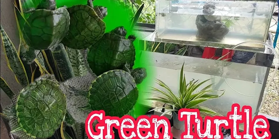 group of turtles là gì - Nghĩa của từ group of turtles