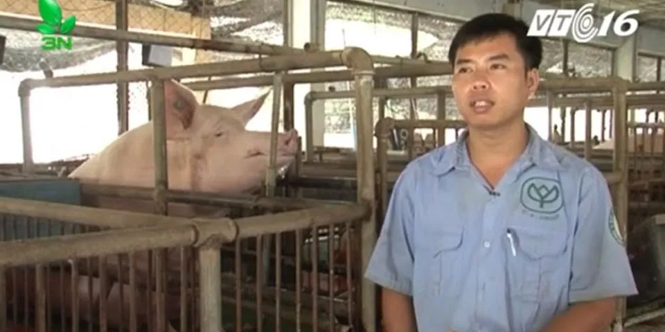 Kinh nghiệm nuôi lợn nái