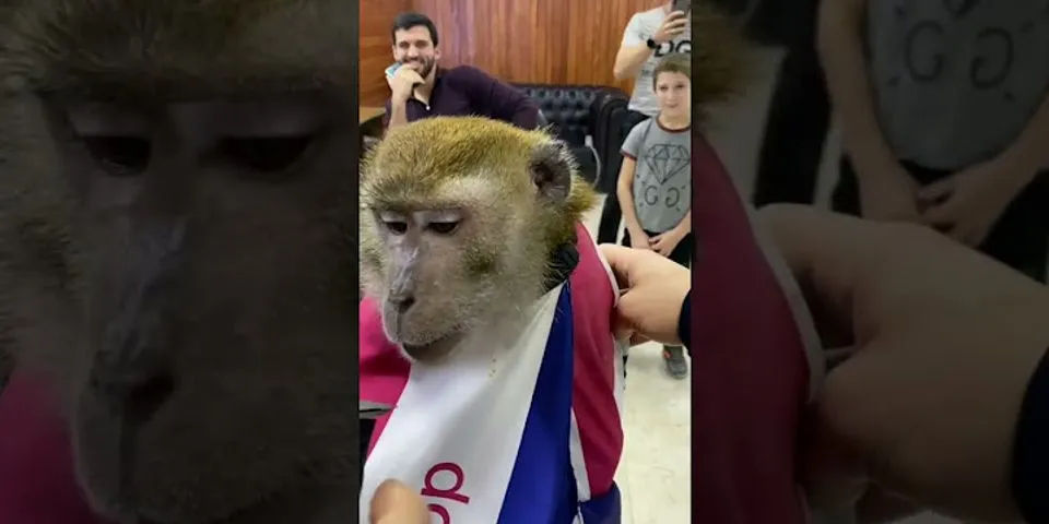 monkey haircut là gì - Nghĩa của từ monkey haircut