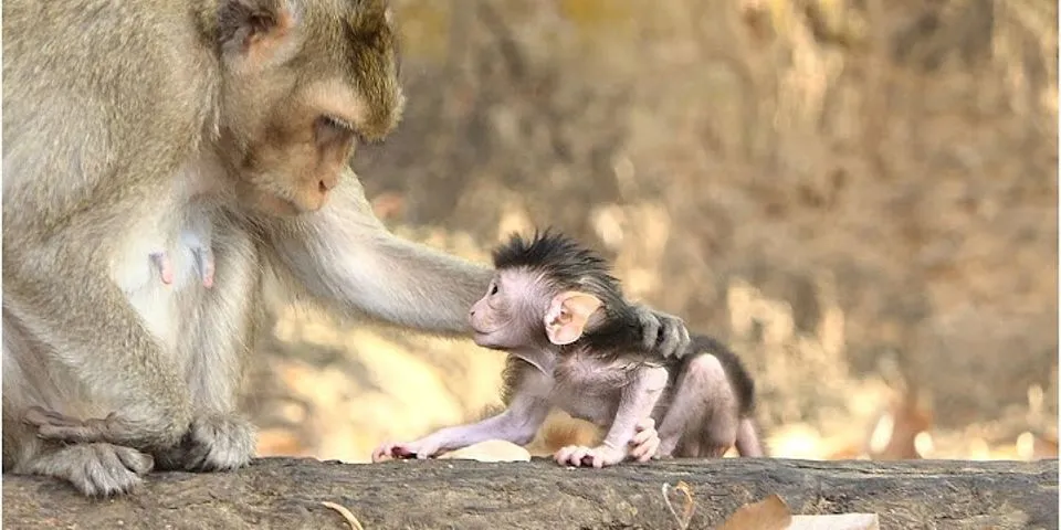 monkey love là gì - Nghĩa của từ monkey love