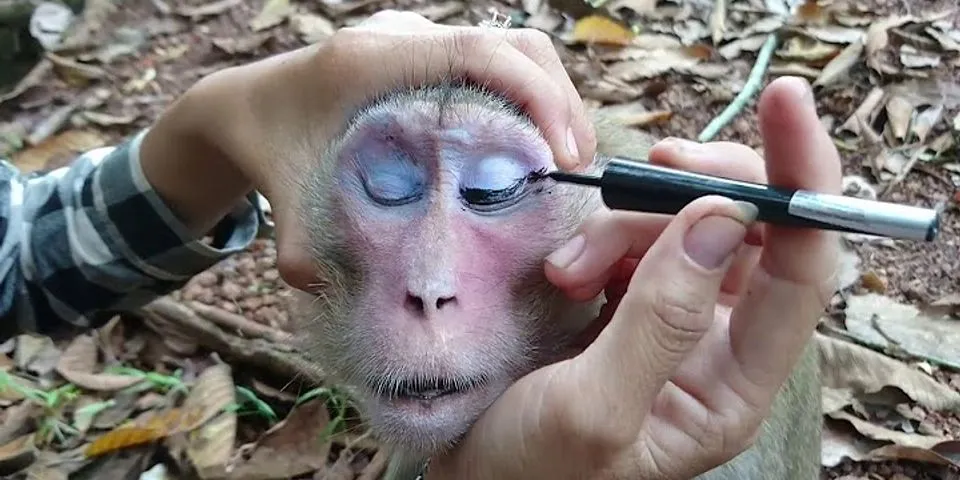 monkey makeup là gì - Nghĩa của từ monkey makeup