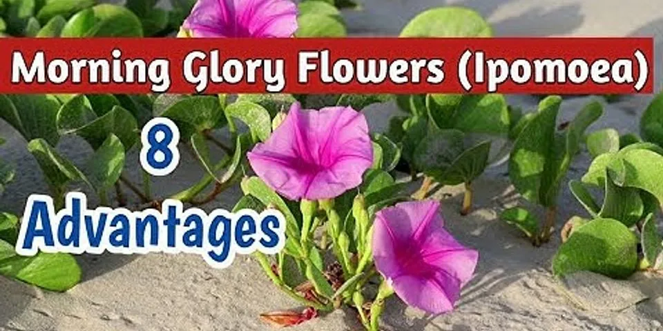 morning glory flower là gì - Nghĩa của từ morning glory flower