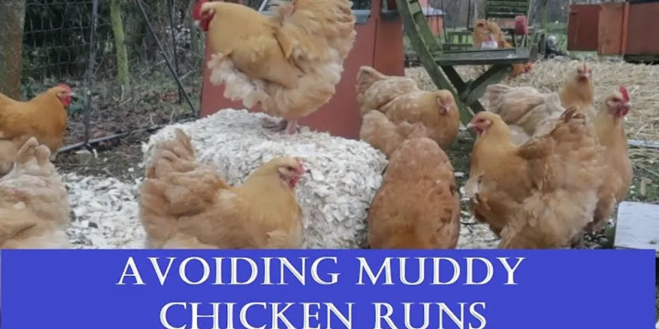 muddy chicken là gì - Nghĩa của từ muddy chicken