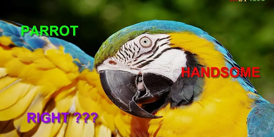 parrot head là gì - Nghĩa của từ parrot head