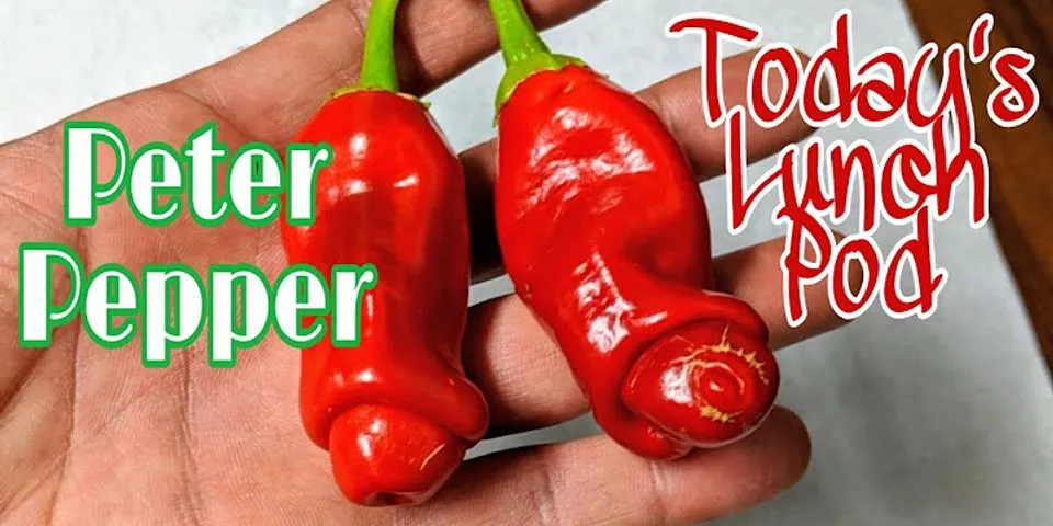 penis pepper là gì - Nghĩa của từ penis pepper