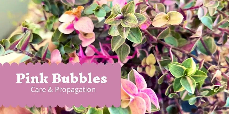 pink bubbles là gì - Nghĩa của từ pink bubbles