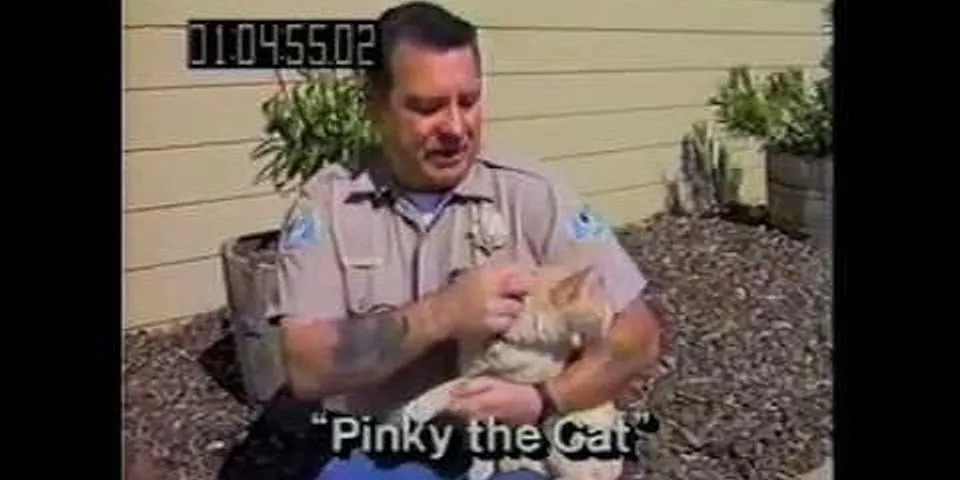 pinky the cat là gì - Nghĩa của từ pinky the cat