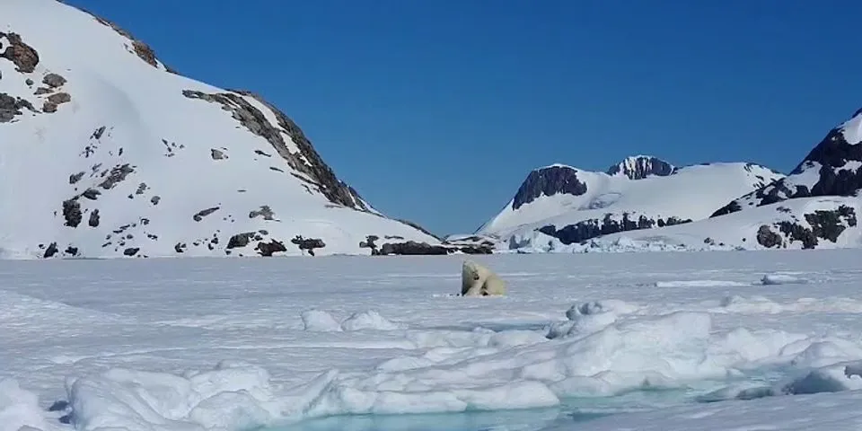 polar bear shot là gì - Nghĩa của từ polar bear shot