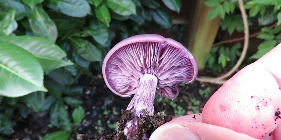 purple mushroom là gì - Nghĩa của từ purple mushroom