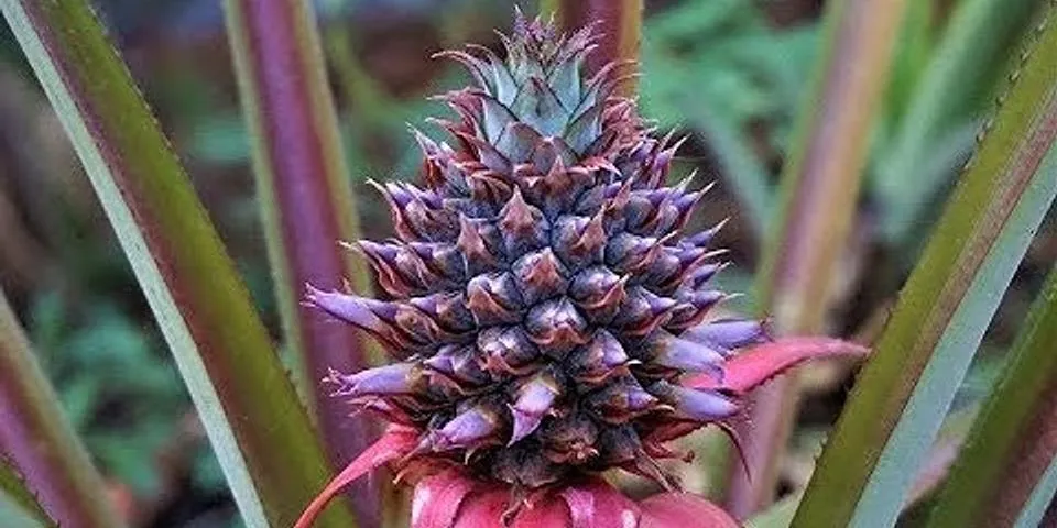 purple pineapple là gì - Nghĩa của từ purple pineapple