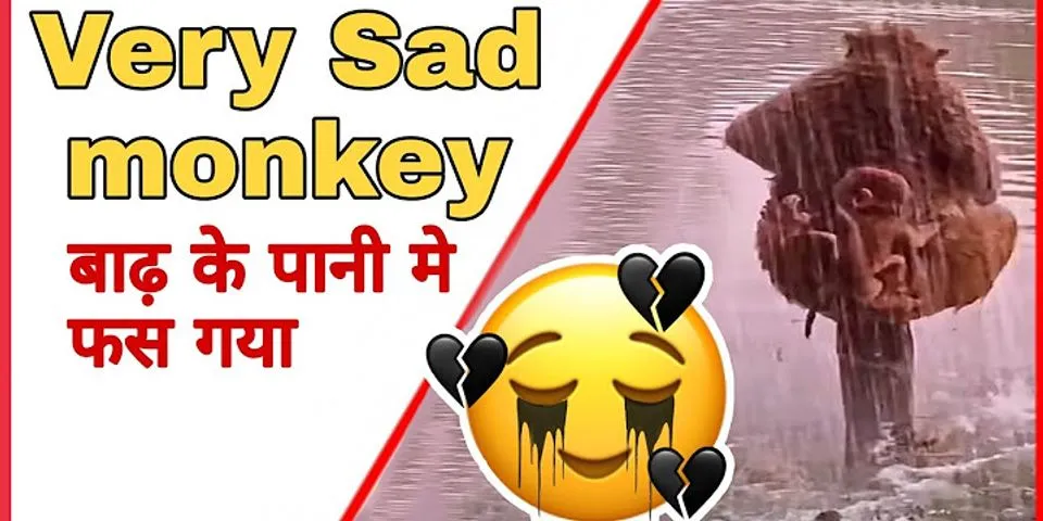sad monkey là gì - Nghĩa của từ sad monkey