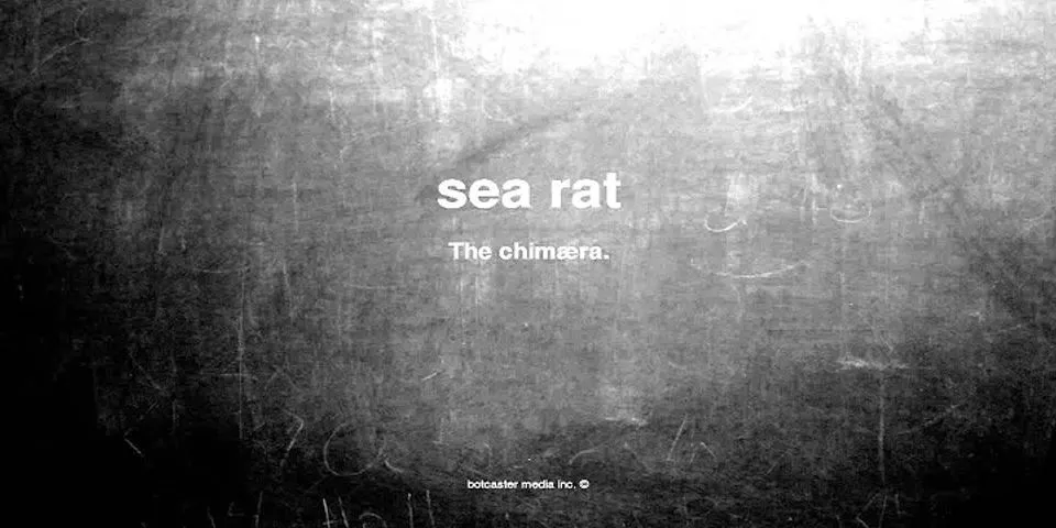 sea rat là gì - Nghĩa của từ sea rat