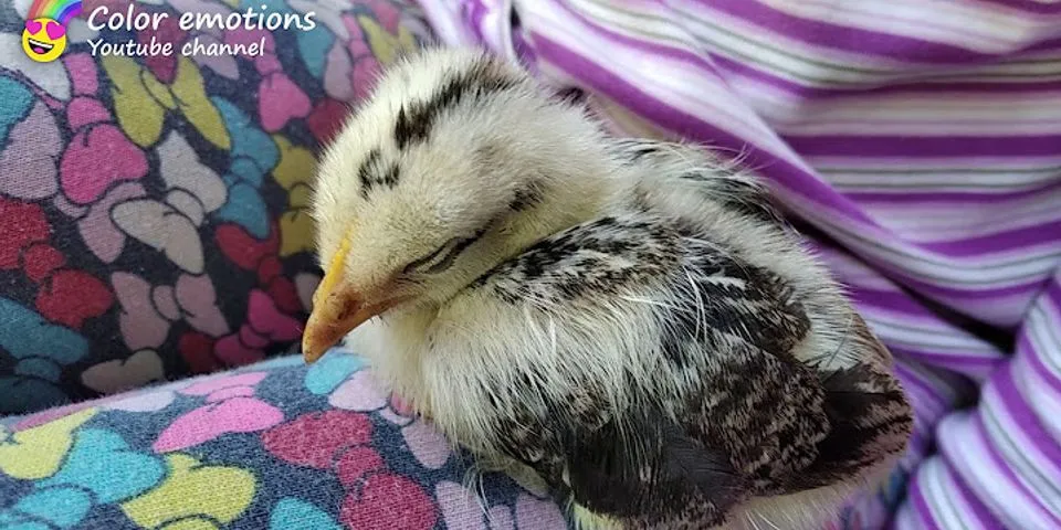 sleeping chicken là gì - Nghĩa của từ sleeping chicken