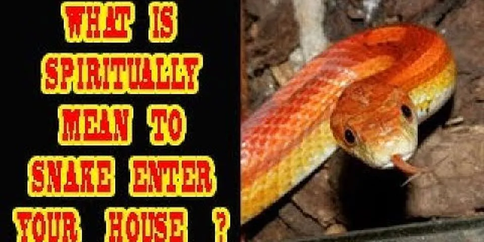 snake là gì - Nghĩa của từ snake