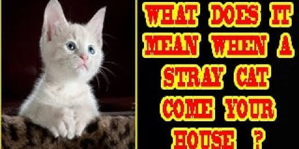 stray cat là gì - Nghĩa của từ stray cat