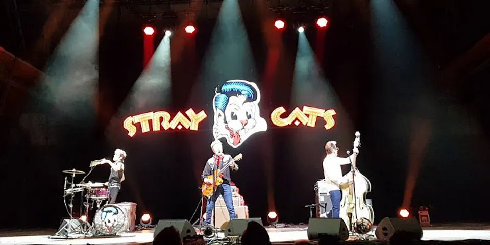 stray cats là gì - Nghĩa của từ stray cats