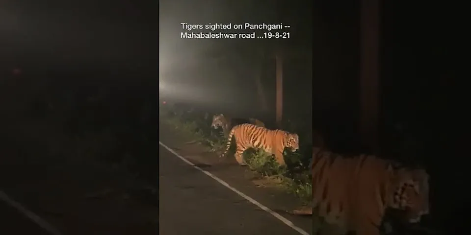 tigre là gì - Nghĩa của từ tigre