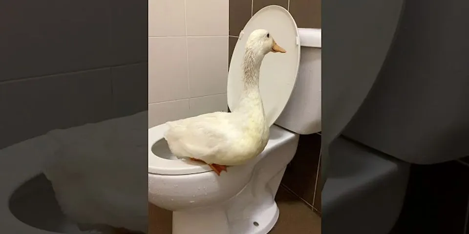 toilet duck là gì - Nghĩa của từ toilet duck