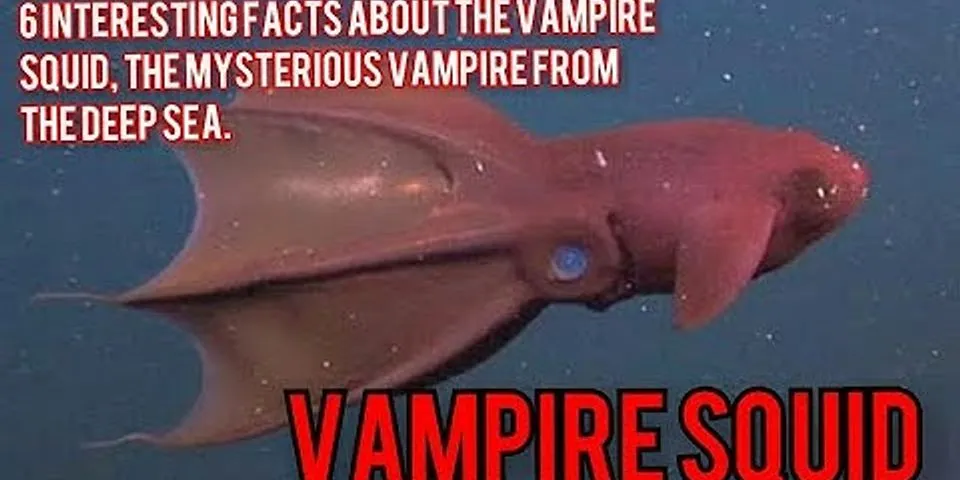 vampire squid là gì - Nghĩa của từ vampire squid