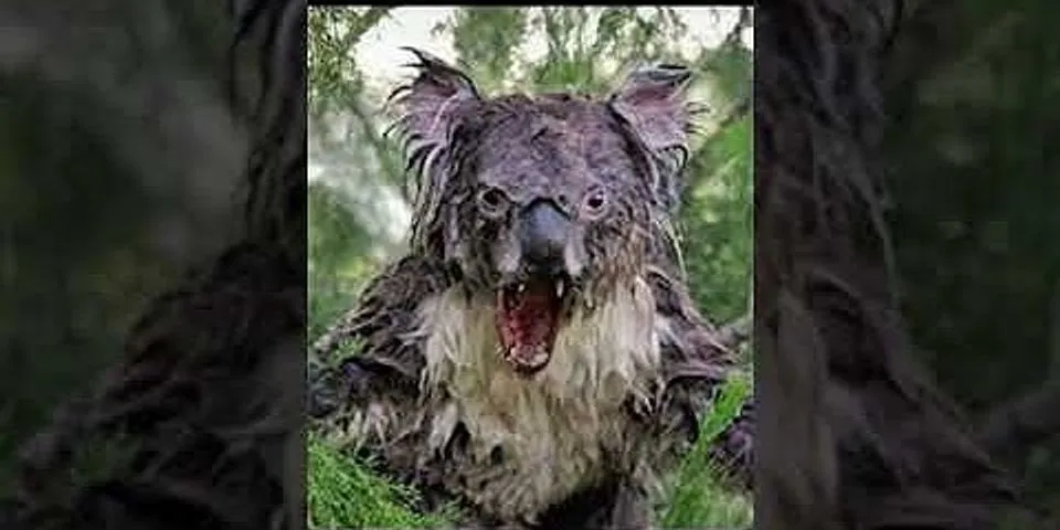 wet koala là gì - Nghĩa của từ wet koala